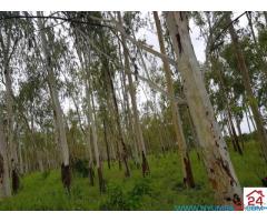 1020 Hectare Farm for Sale in Kasungu