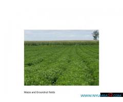 700 Hectare Farm for Sale in Thyolo
