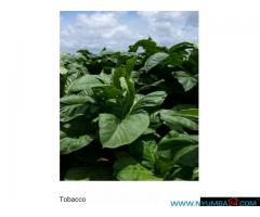 700 Hectare Farm for Sale in Thyolo