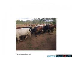 700 Hectare Farm for Sale in Thyolo