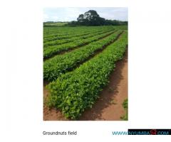 700 Hectare Farm for Sale in Thyolo