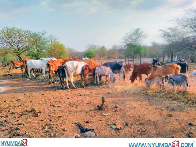 Cattle Farm for sale in Chikwawa