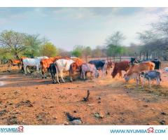 Cattle Farm for sale in Chikwawa