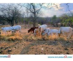 Cattle Farm for sale in Chikwawa