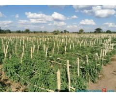 50 Hectare Farm For Sale in Santhe Kasungu