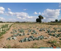 50 Hectare Farm For Sale in Santhe Kasungu