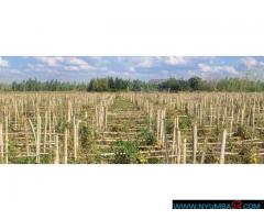 50 Hectare Farm For Sale in Santhe Kasungu