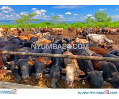 Farm for Sale in Chikwawa