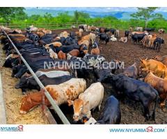 Farm for Sale in Chikwawa